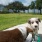 dogs drinking water from fountain in dog park