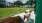 dogs drinking water from fountain in dog park