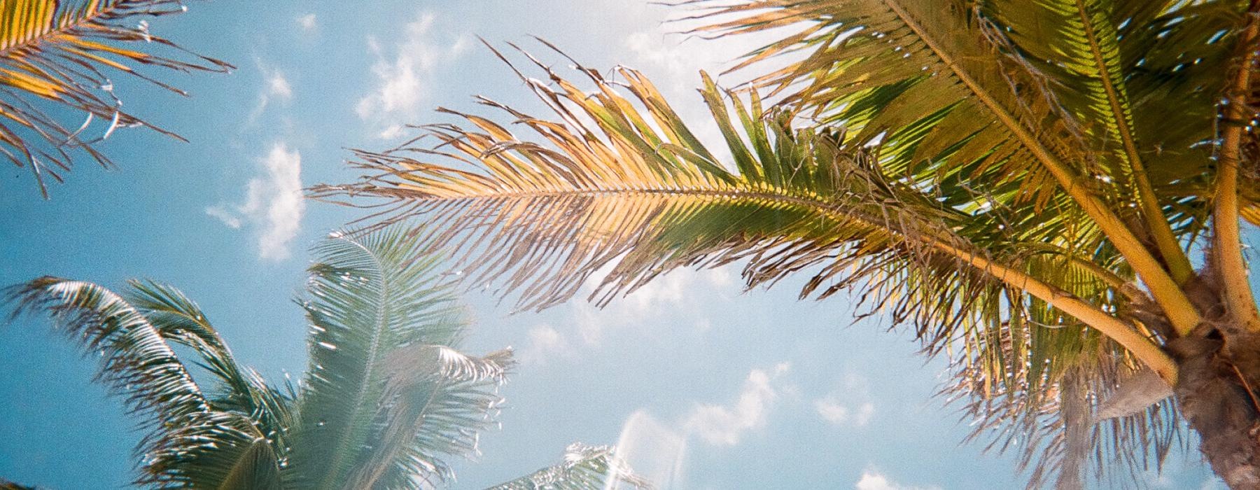 a group of palm trees against the sky